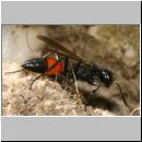 Podalonia hirsuta - Grabwespe w02 17mm Teverener Heinde.jpg